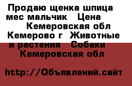 Продаю щенка шпица 2 мес мальчик › Цена ­ 12 000 - Кемеровская обл., Кемерово г. Животные и растения » Собаки   . Кемеровская обл.